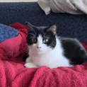 Photo of Clessie **2nd Chance Cat Rescue**
