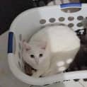 Photo of Lumi / Sheik