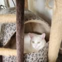 Photo of Lumi / Sheik