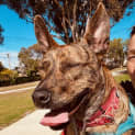 Photo of Barassi