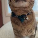 Photo of Linguine