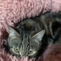 Photo of Annie
