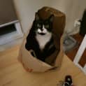 Photo of Clara **2nd Chance Cat Rescue**
