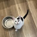 Photo of Juno