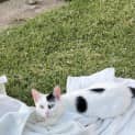 Photo of Juno