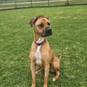 Photo of Scooby