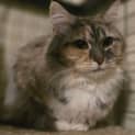 Photo of Pawla **2nd Chance Cat Rescue**