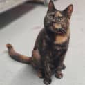 Photo of Nutkin