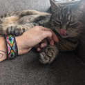 Photo of Tilly