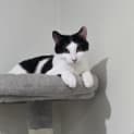 Photo of Zoro