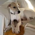 Photo of Penny