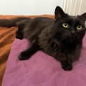 Photo of Duchess