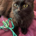 Photo of Duchess