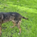 Photo of Akira