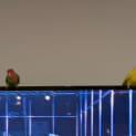 Photo of Yoshi & Bowser