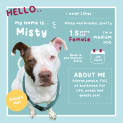Photo of Misty
