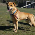 Photo of Dude 