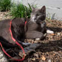 Photo of Nobu
