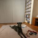 Photo of Paisley