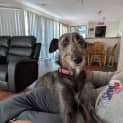 Photo of Paisley