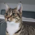Photo of Rosie
