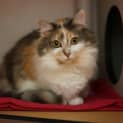 Photo of Coco
