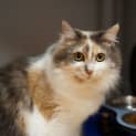 Photo of Coco