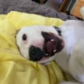 Photo of Casper