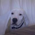 Photo of Casper