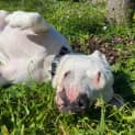 Photo of Casper