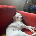 Photo of Casper