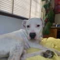 Photo of Casper