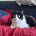 Photo of Clessie **2nd Chance Cat Rescue**