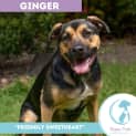Photo of Ginger