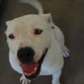 Photo of Butch