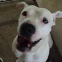 Photo of Butch