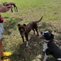 Photo of Milo & Oreo 2 Year Old Staffies (Trial)