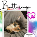 Photo of Buttercup