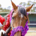 Photo of Daphne