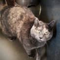 Photo of Misty