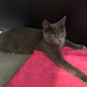 Photo of Clancy