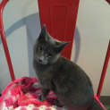 Photo of Clancy