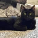 Photo of 6706 Fifimeow