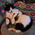 Photo of Humphrey