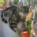 Photo of Rue