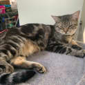 Photo of Rue