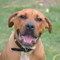 Photo of Ranger
