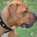Photo of Ranger