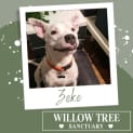 Photo of Zeke