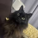 Photo of Dahlia